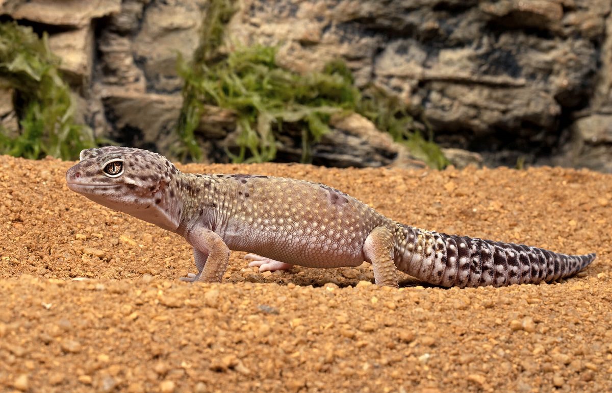 Leopard geckos wild
