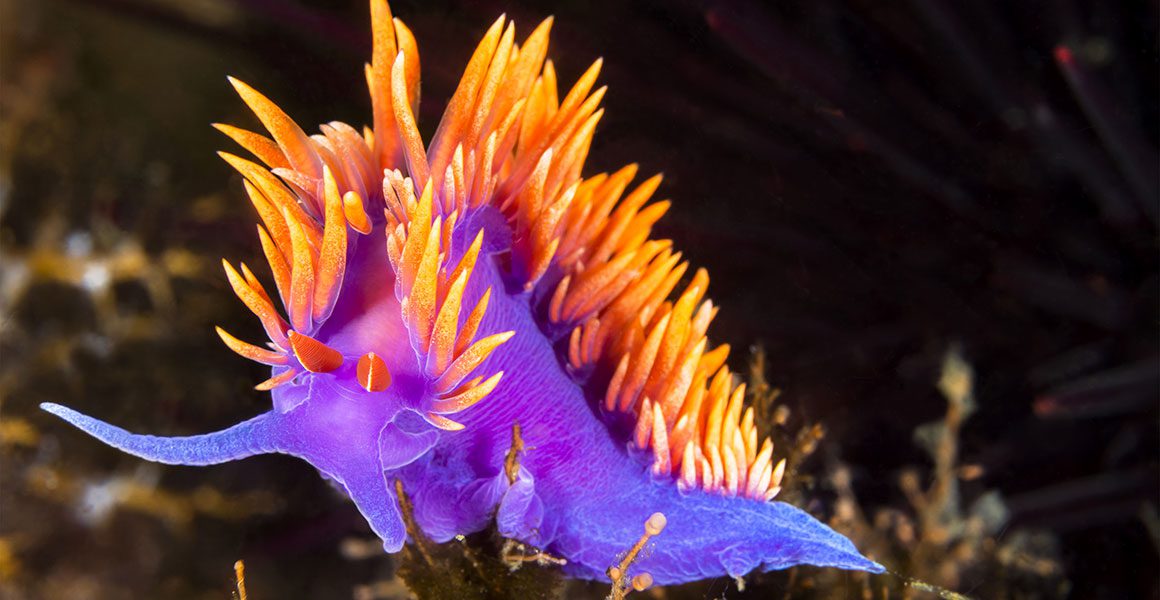 Nudibranches sea slugs most colourful ocean life cretures