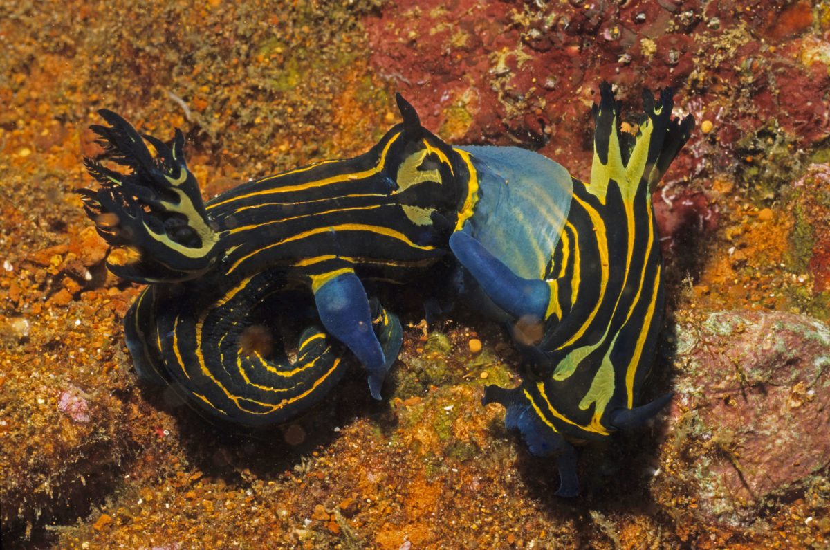 Nudibranches sea slugs most colourful ocean life cretures