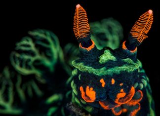 nudibranches sea slugs most colourful ocean life cretures a