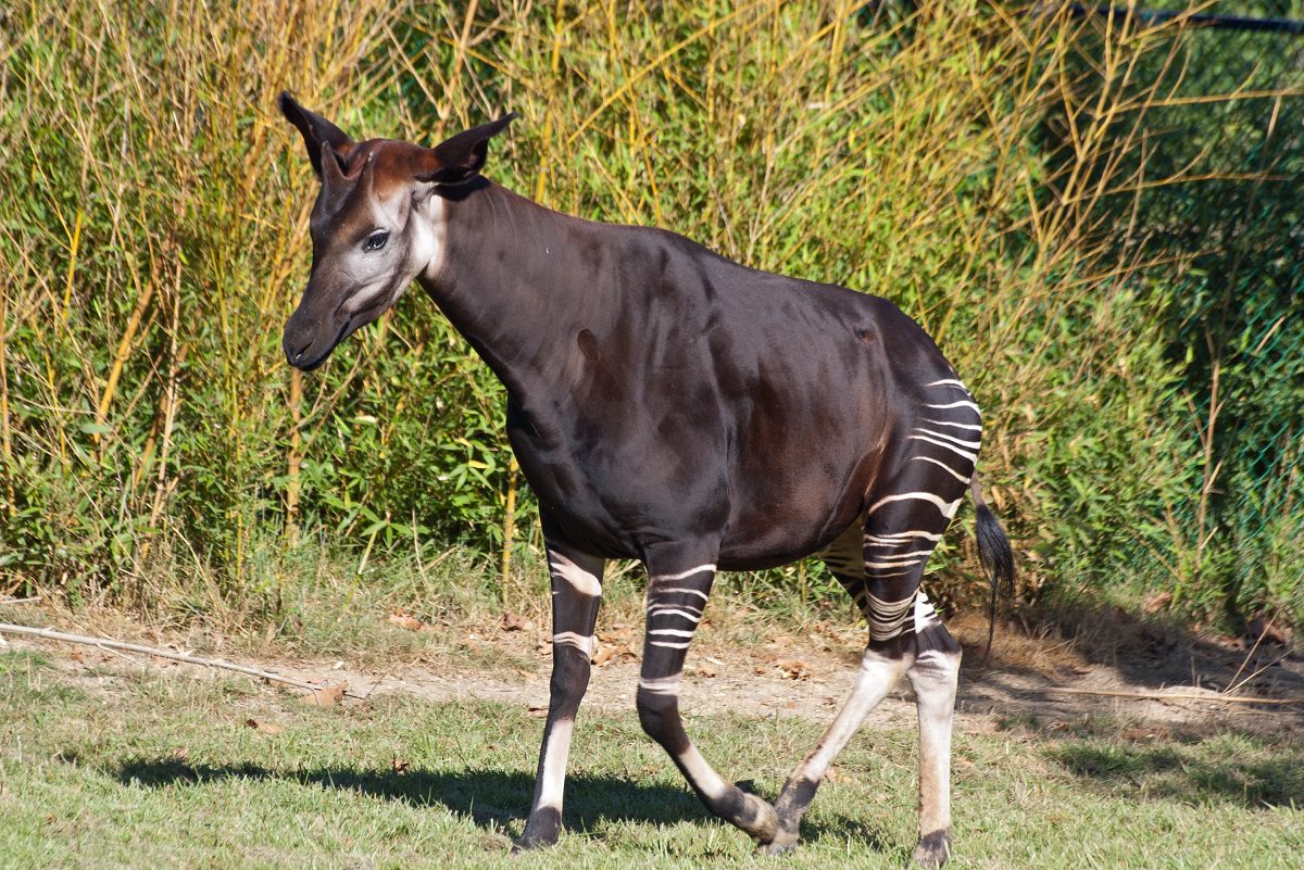 okapi strange unique animals