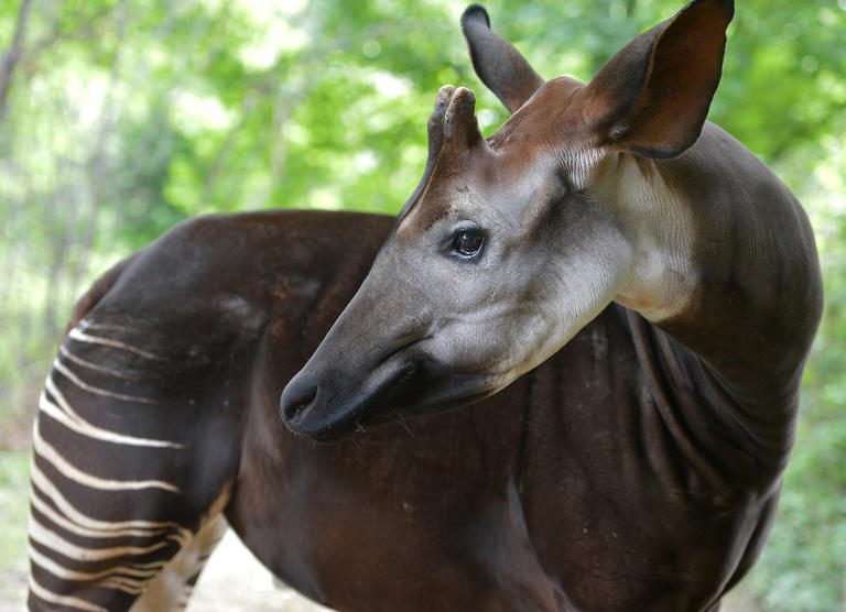 okapi strange unique animals