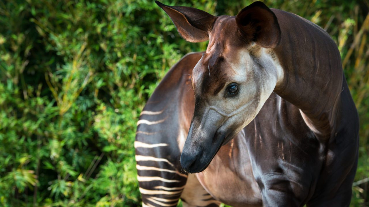 Okapi strange unique animals