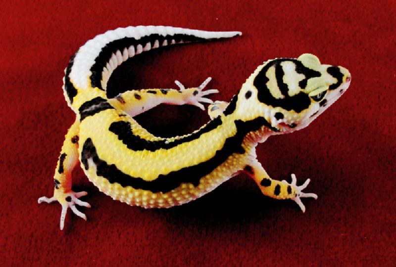 Polygenic zorro bandit gecko