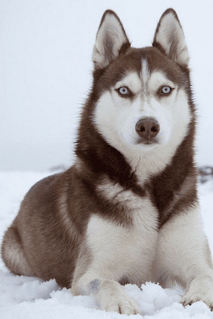 siberian husky dog breeds sled sledge