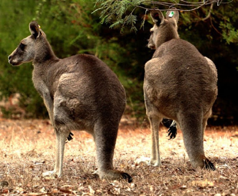 The antilopine kangaroo