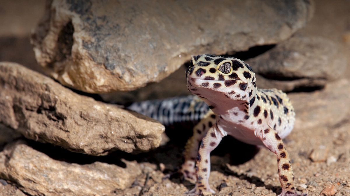 Wild leopard gecko