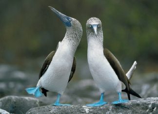 blue footed booby unique birds