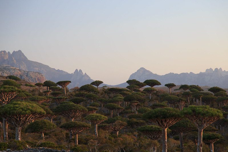 dragon blood trees in socotra island yemen