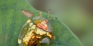golden tortiose beetle
