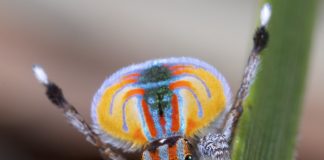 peacock spider australian