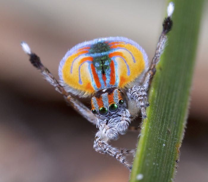 Peacock spider australian