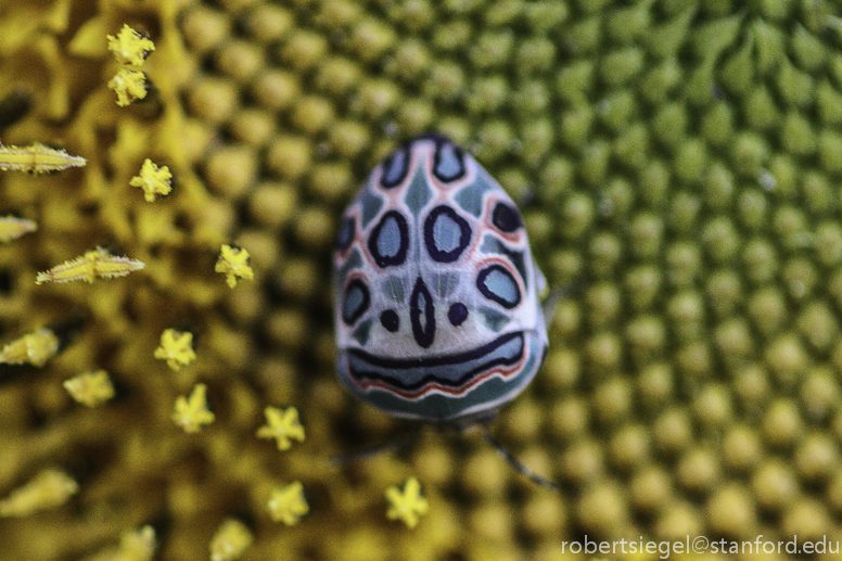 Picasso beetle