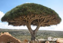 Socotra dragons blood tree