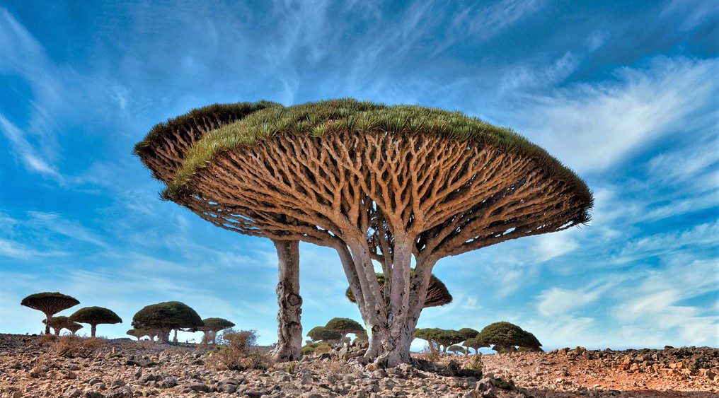 the dragon blood tree native to the island of socotra which gets its name from the red sap it bleeds when cut