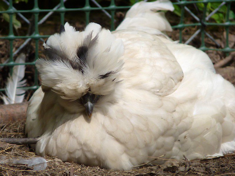 Silkie (black or white buff-laced Polish chicken