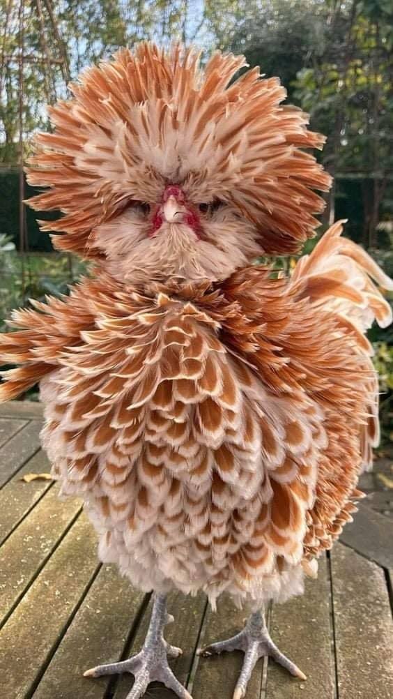 Buff laced polish chicken
