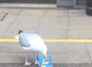 funny animal video seagull