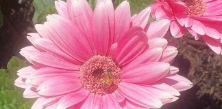 the honeybee on a flower