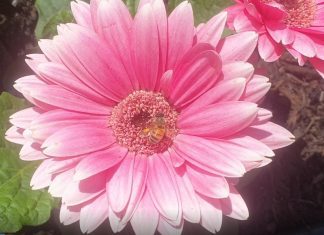 the honeybee on a flower