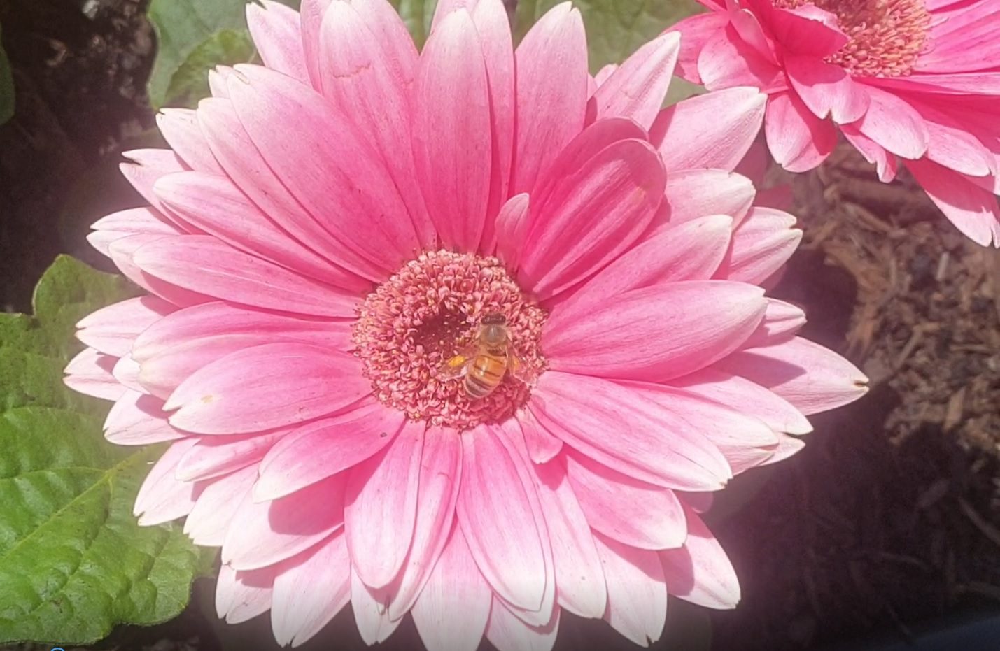 The honeybee on a flower