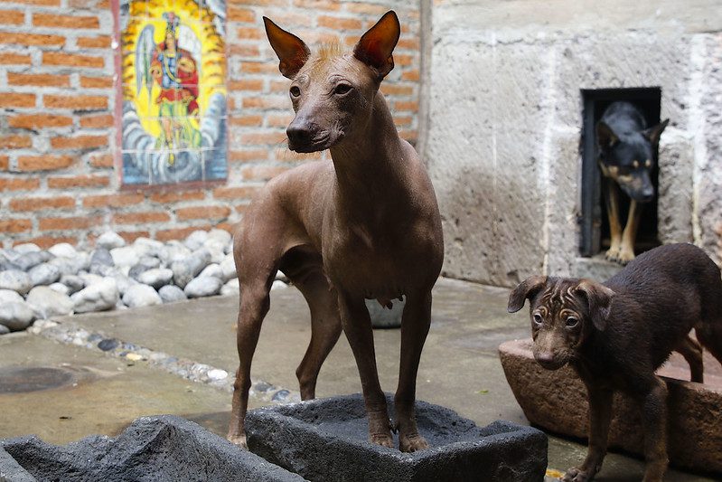 Xoloitzcuintle dog breed mexican