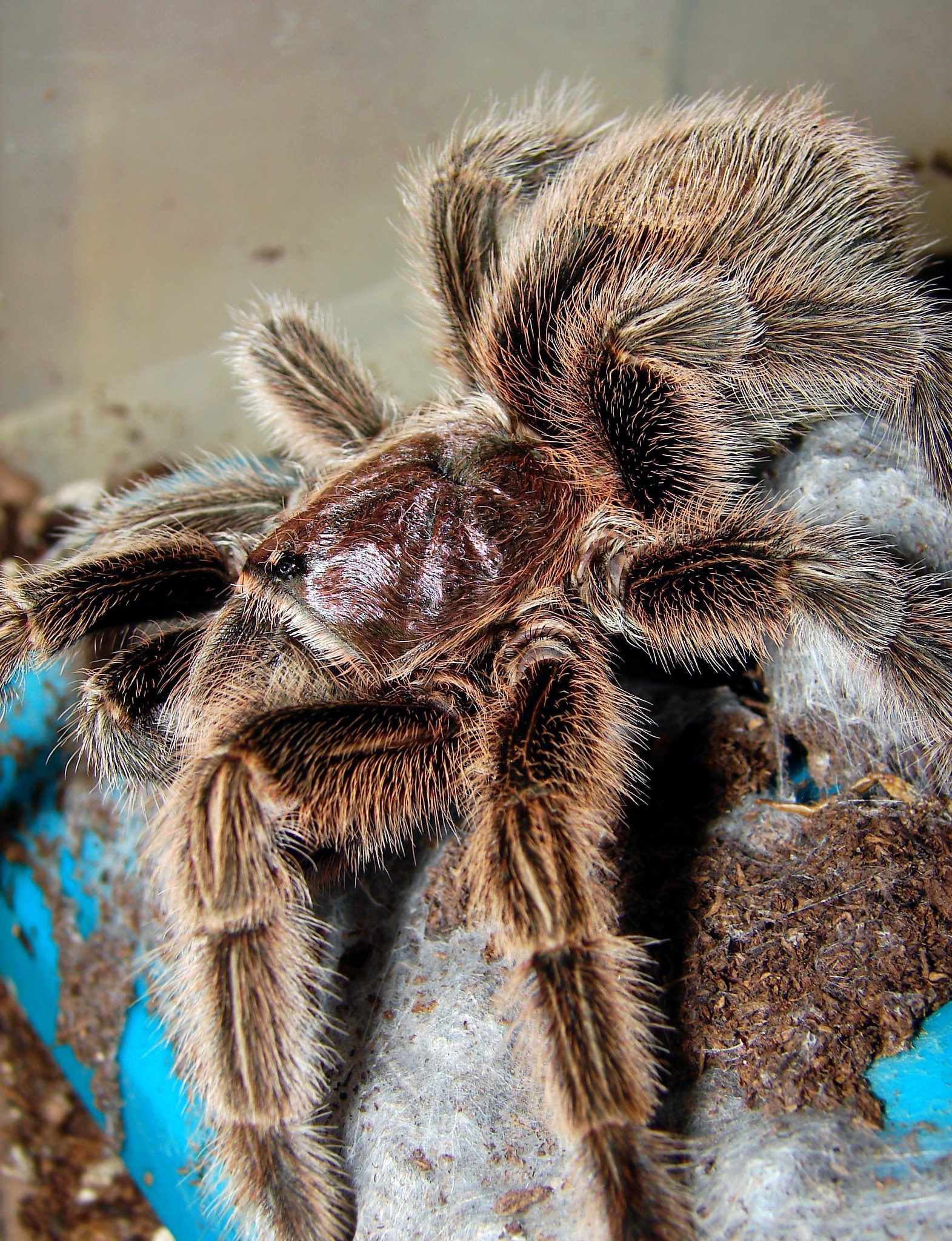 Chilean rose haired tarantula