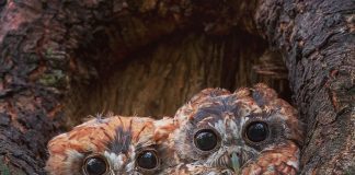 the screech owl