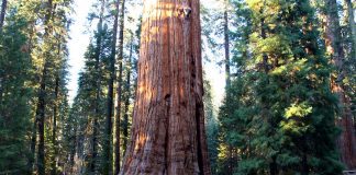 Sequoia National Park California USA