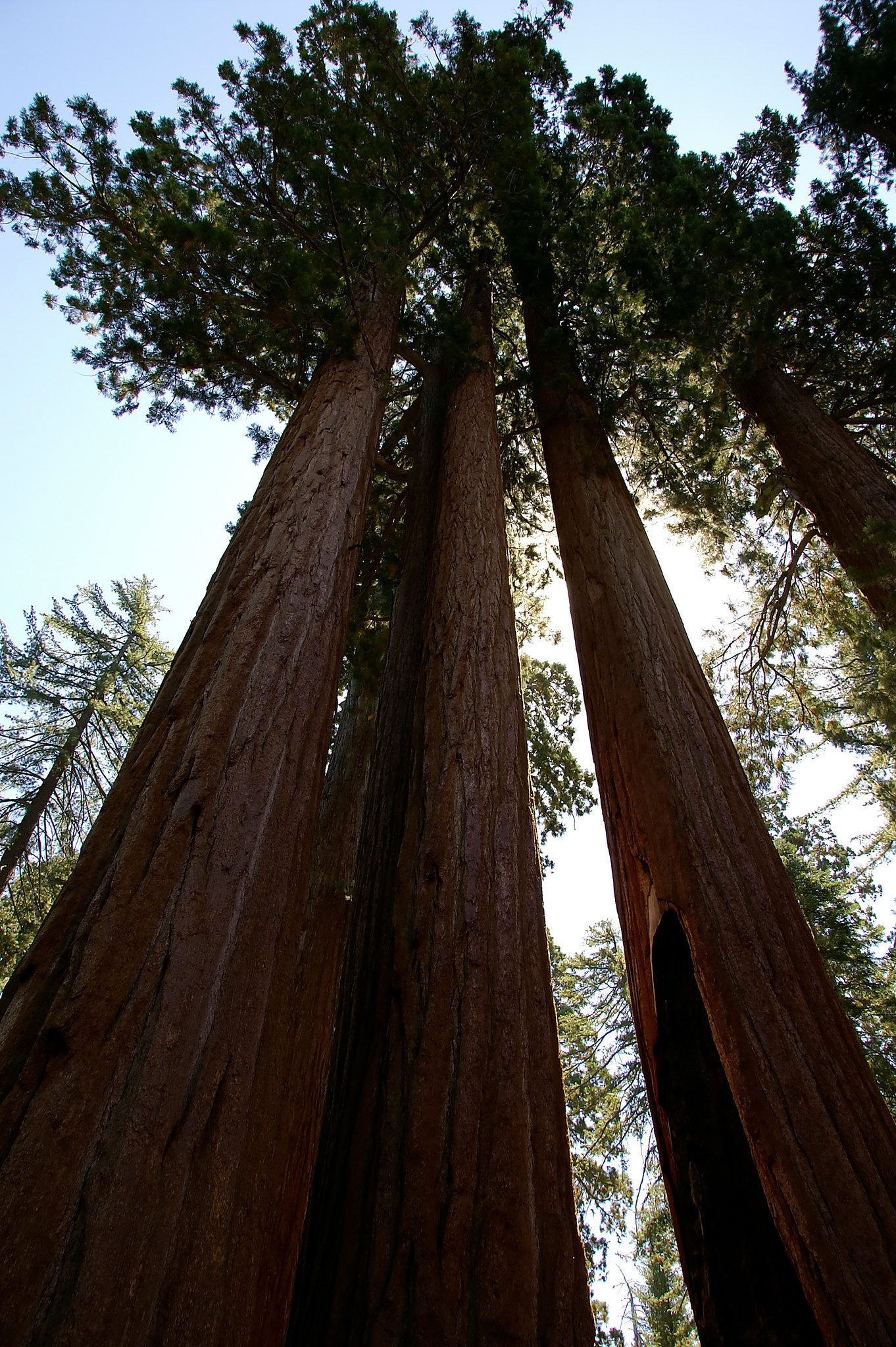 Sequoia national park california usa