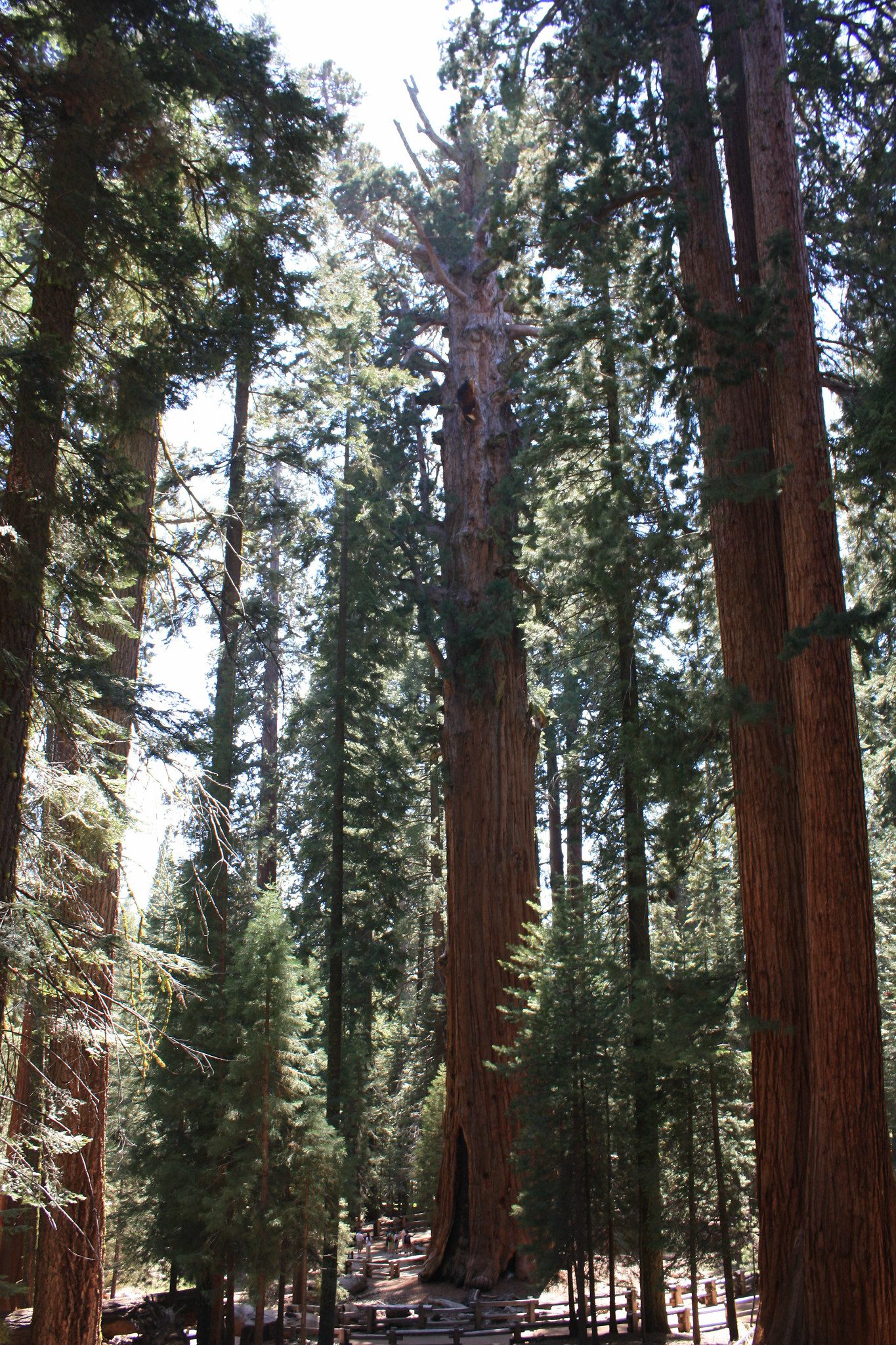 Sequoia national park california usa