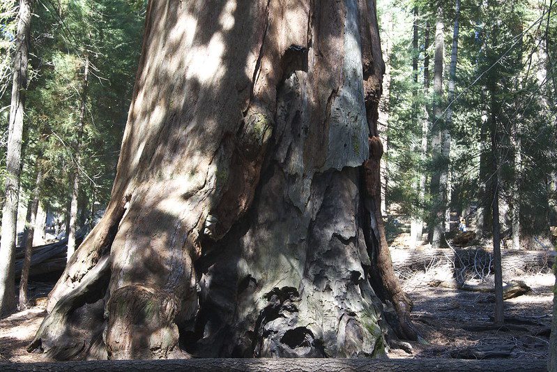 The general sherman tree the worlds largest tree