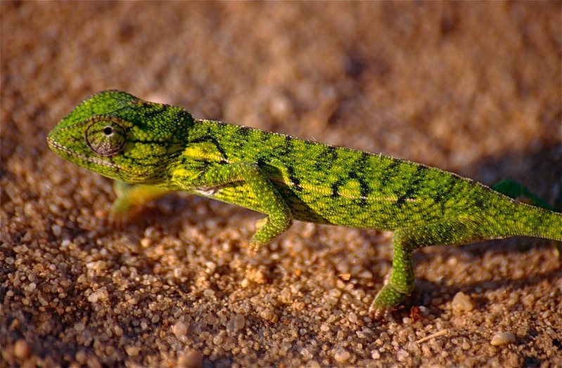 Carpet chameleon