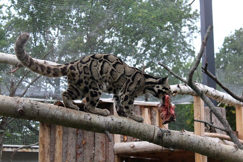 Clouded leopard big cats large