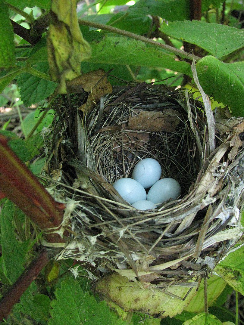 Px indigo bunting nest