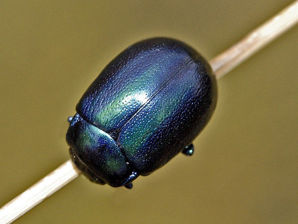 px Chrysomelidae Chrysolina cerealis