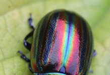 The Rainbow Leaf Beetle Chrysolina