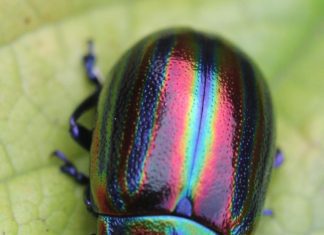 The Rainbow Leaf Beetle Chrysolina
