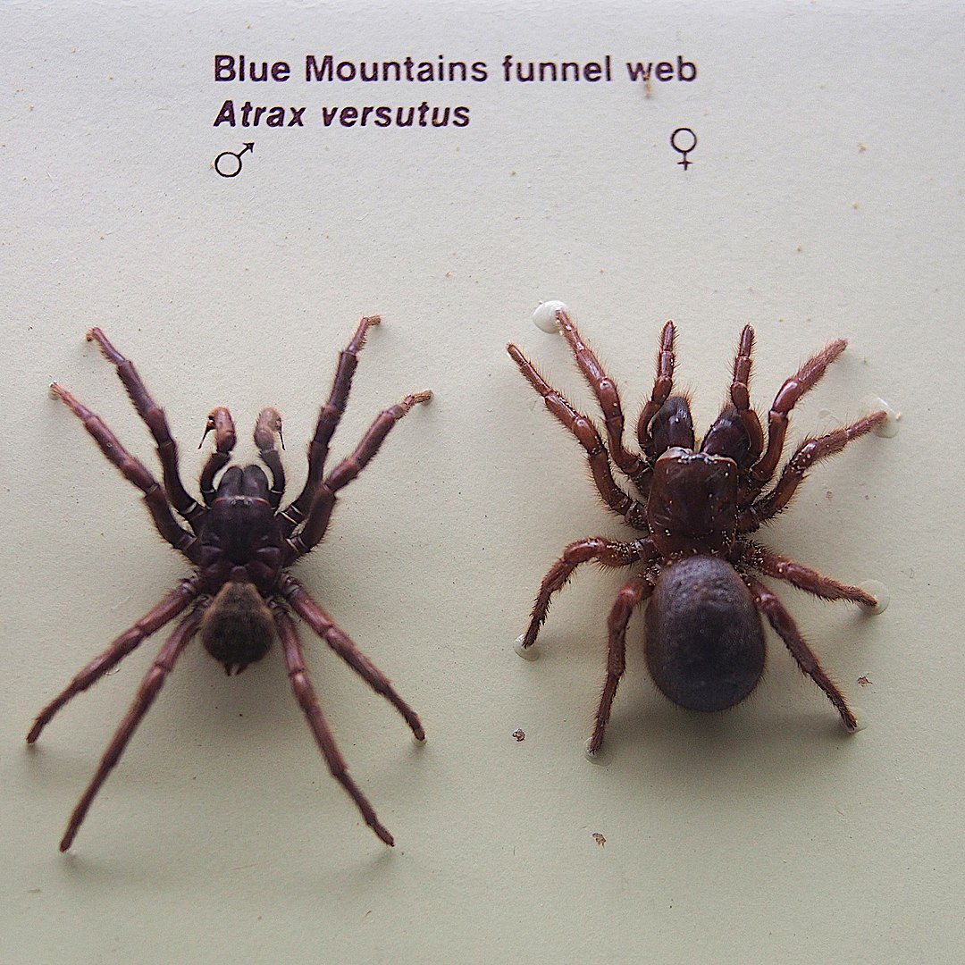 Blue mountains funnel web – hadronyche versuta male and female