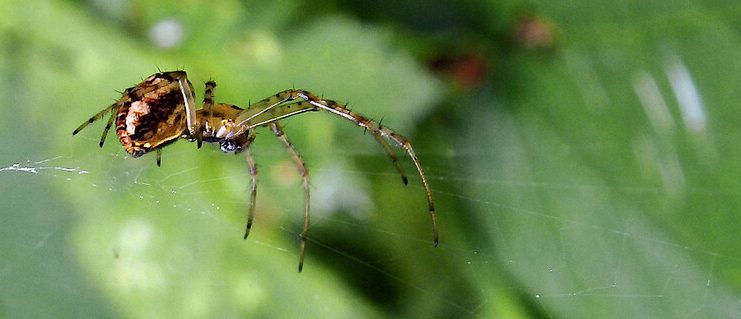 Common garden orb weaver spider