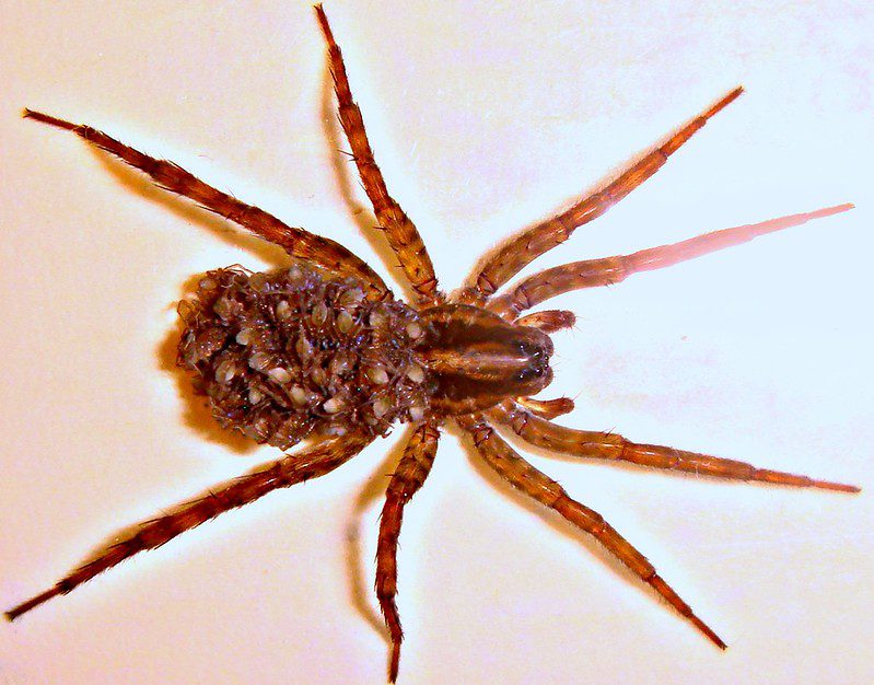Female wolf spider with eggs on back image pic