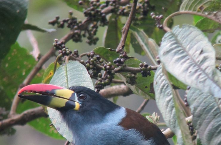 Gray breasted mountain toucan
