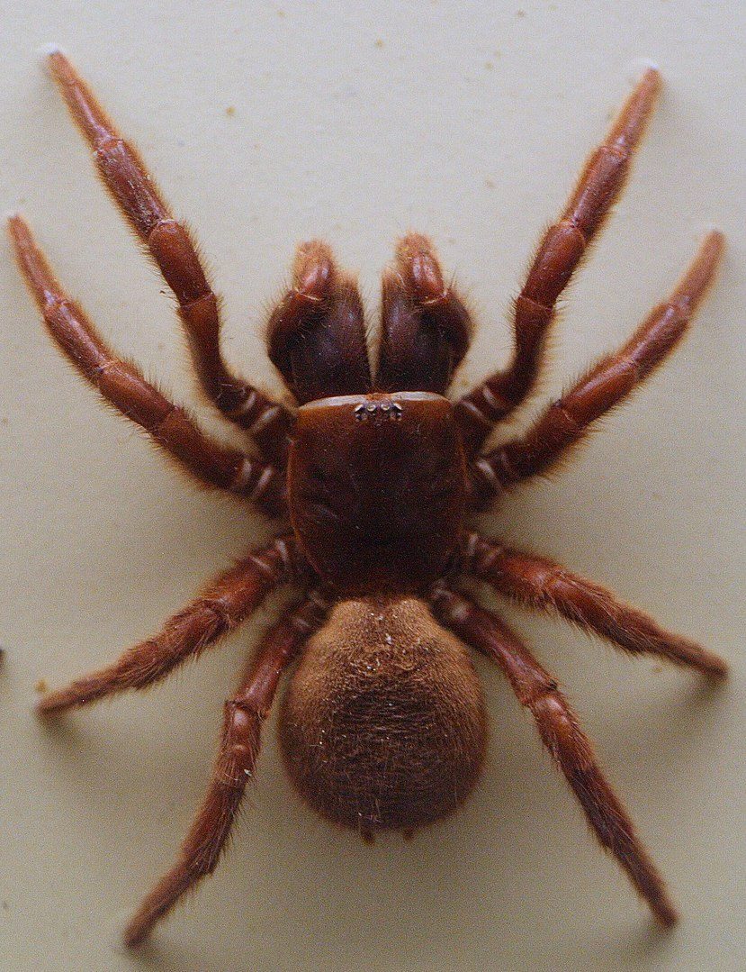 Northern tree dwelling funnel web spider hadronyche formidabiliss female