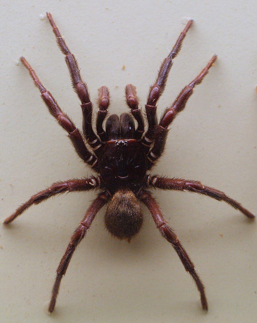 Northern tree dwelling funnel web spider hadronyche formidabiliss