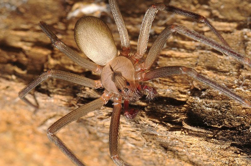 The brown recluse spider