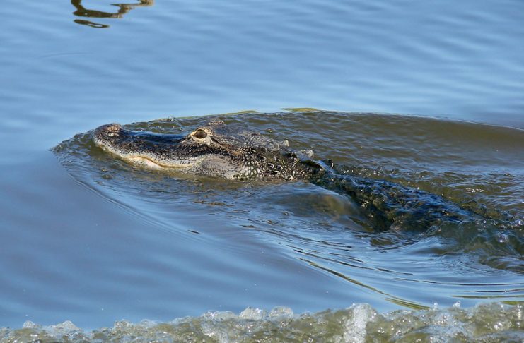 American alligator mississippiensis