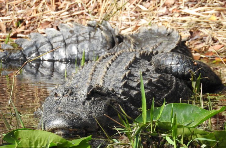 American alligator mississippiensis