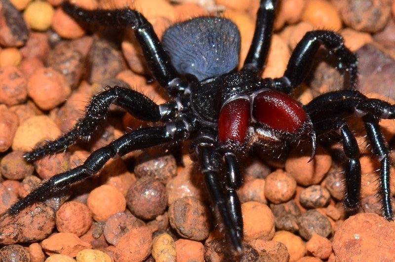 Australian mouse spider male