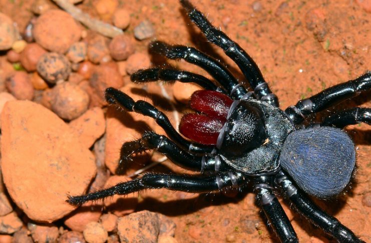 Australian mouse spider male