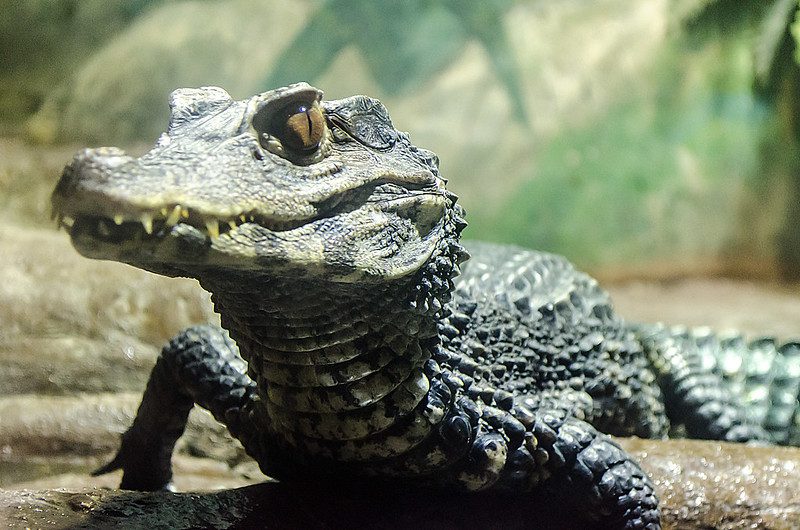 Baby alligator juvenile